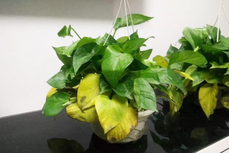 绿萝叶子发黄解决办法