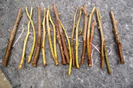 三角梅怎么扦插