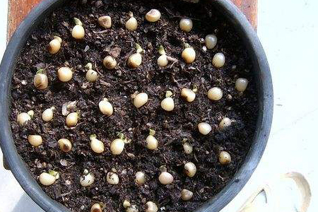 君子兰的播种办法