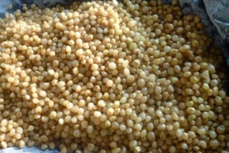 君子兰的播种办法