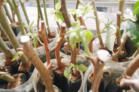 三角梅怎么扦插