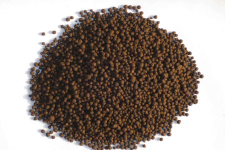 朱顶红怎么养殖