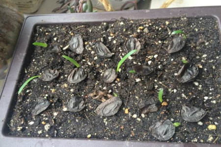 朱顶红怎么养殖