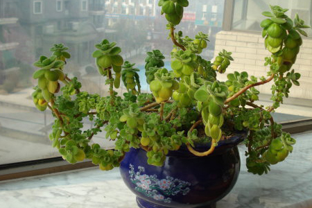 碰碰香怎么修剪造型