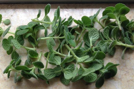 碰碰香怎么修剪造型