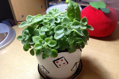 碰碰香怎么修剪造型