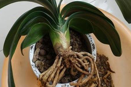 君子兰不长新叶解决办法