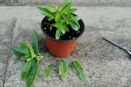 长春花开花后怎么打顶