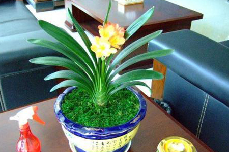 君子兰不长新叶解决办法