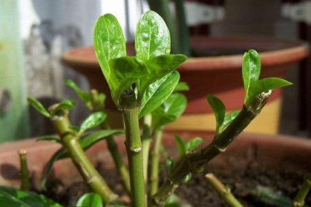 长春花开花后怎么打顶