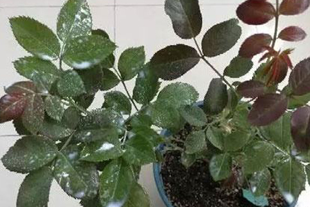 牛奶可以杀虫吗