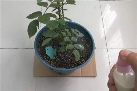 牛奶可以杀虫吗