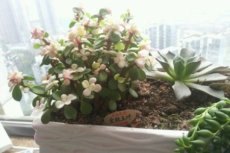 金枝玉叶花怎么养