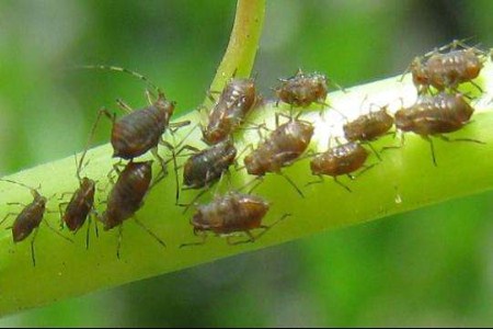 倒挂金钟怎么样除虫