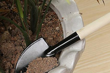 平安树叶子发黄解决办法