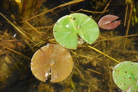 睡莲的养殖办法
