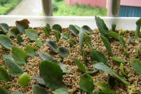 长寿花叶插办法