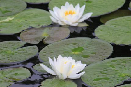 睡莲的养殖办法