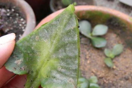 长寿花叶插办法