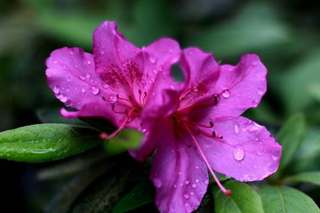 杜鹃花怎么浇水