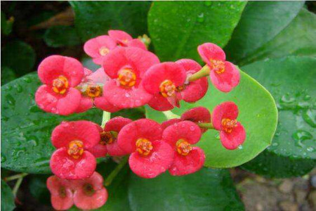 四季海棠怎么养