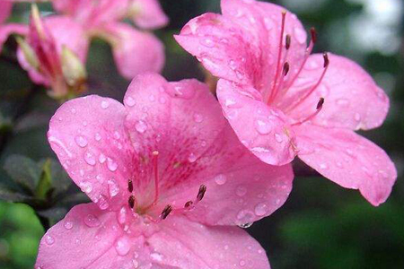 杜鹃花怎么浇水