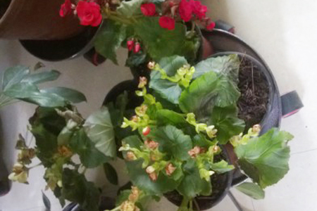 四季海棠怎么养