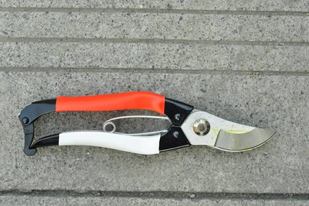 杜鹃花怎么修剪