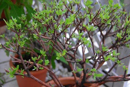 杜鹃花怎么修剪