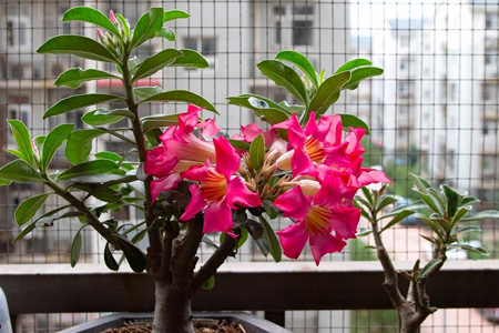 沙漠玫瑰的养殖办法