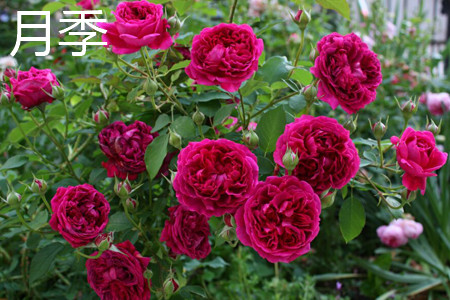 月季和玫瑰的区别