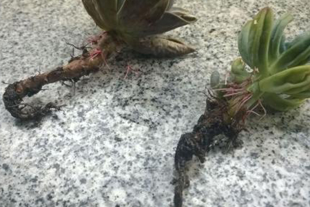 多肉植物烂根解决办法
