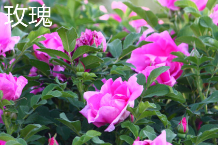 月季和玫瑰的区别