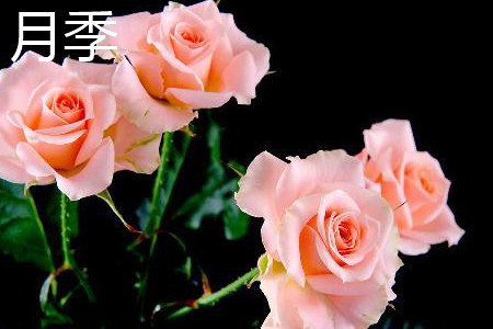 月季和玫瑰的区别