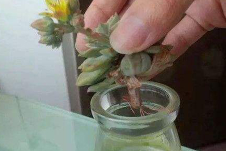 多肉植物烂根解决办法