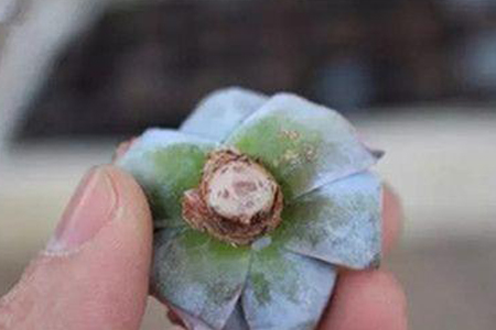 多肉植物烂根解决办法