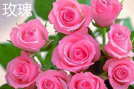 月季和玫瑰的区别