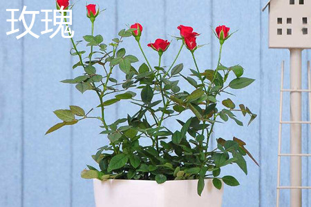 月季和玫瑰的区别