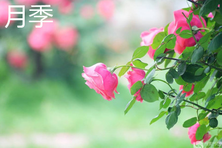 月季和玫瑰的区别