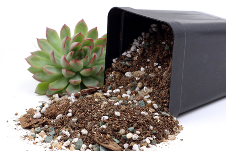 多肉夏天怎么养