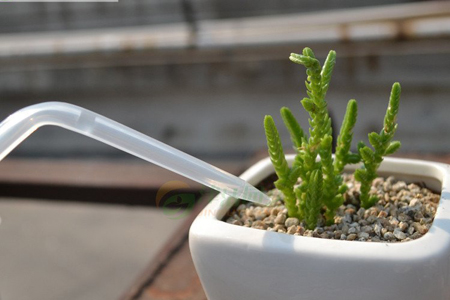 多肉夏天怎么养