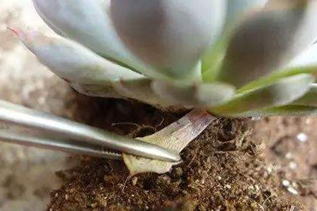 多肉叶子变软解决办法