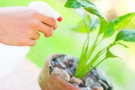 大蒜水能杀虫吗