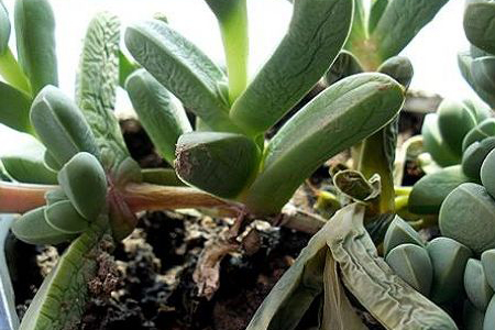 多肉叶子变软解决办法