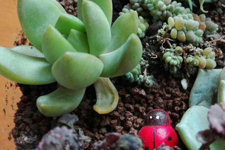 多肉叶子变软解决办法