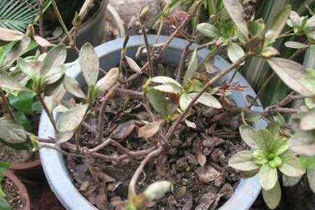 杜鹃花掉叶子是啥原因