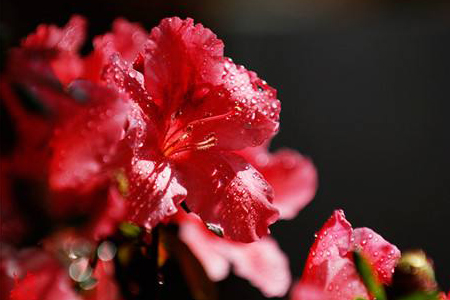 杜鹃花掉叶子是啥原因