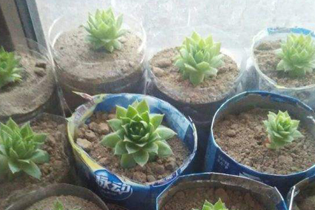 观音莲怎么繁殖