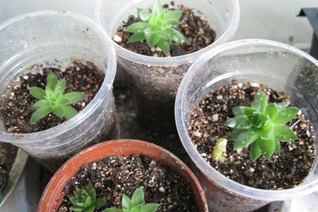 观音莲怎么繁殖