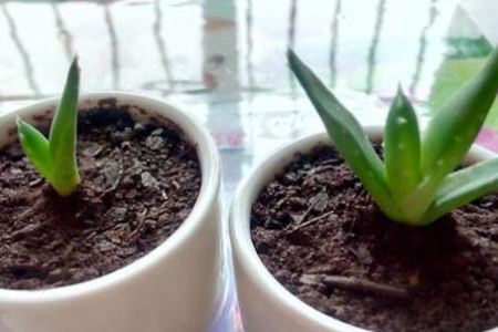 芦荟怎么分株